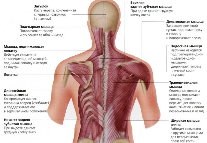 Мышцы спины